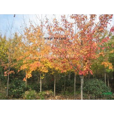 美國紅楓