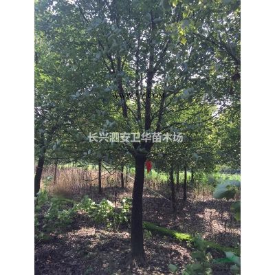 香樟樹(shù)。 無(wú)患子   烏桕   欒樹(shù)   樸樹(shù)   紅梅