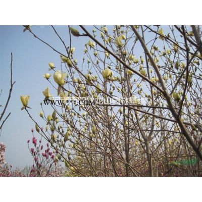 紅葉李 紅葉李價(jià)格 紅葉李基地 河南紅葉李 南陽(yáng)紅葉李