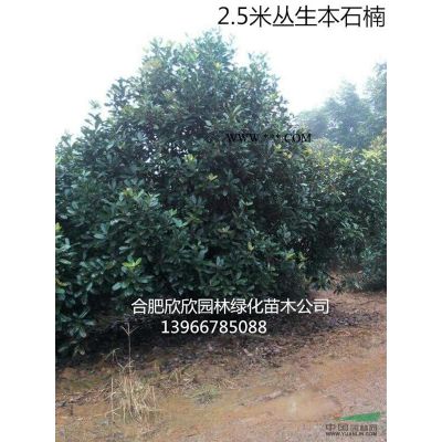安徽欒樹圖片、合肥欒樹*新行情、肥西欒樹供應商欣欣園林基地
