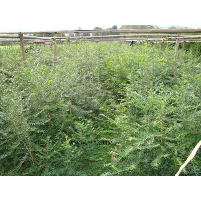大量低價供應各規格紫薇、廣玉蘭、紅葉李等苗木