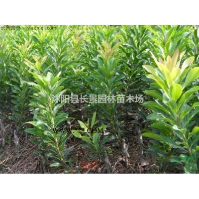 今年紅葉李種子價格便宜嗎？紅葉李種子價格哪里比較低？