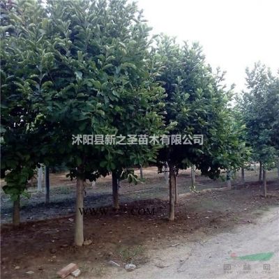 紫葉李專業種植基地--歡迎批發采購紅葉李