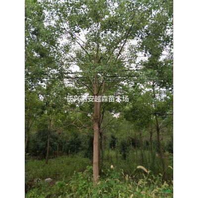 浙江湖州低價(jià)處理12-20公分優(yōu)質(zhì)無患子
