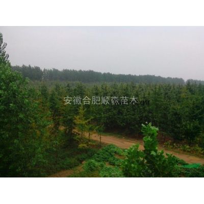 肥西欒樹