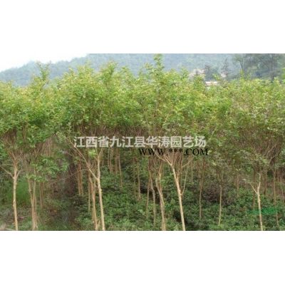 江西櫸樹一年生小苗，地徑1-2公分紅櫸，紅櫸小苗專供