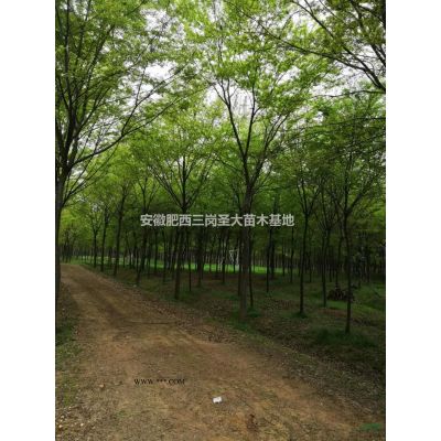 供應8-12公分櫻花/精品櫻花/染井吉野