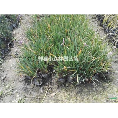 樸樹，叢生樸樹，四川地區(qū)供應(yīng)樸樹