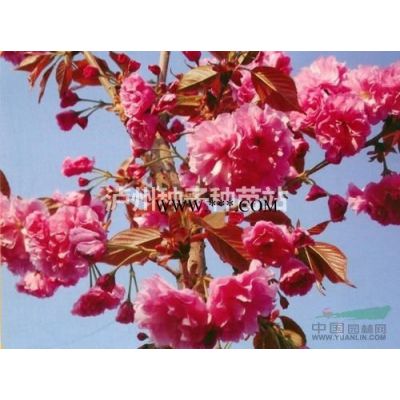 永安新聞：瀘州銀杏苗、白果苗、香樟小苗、黃柏苗播種要點(diǎn)