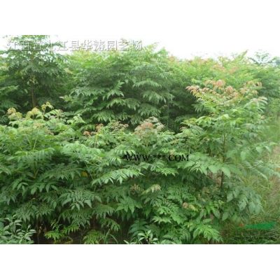 江西1-6公分紫薇，優(yōu)質(zhì)一年紫薇小苗，一米紫薇小苗基地