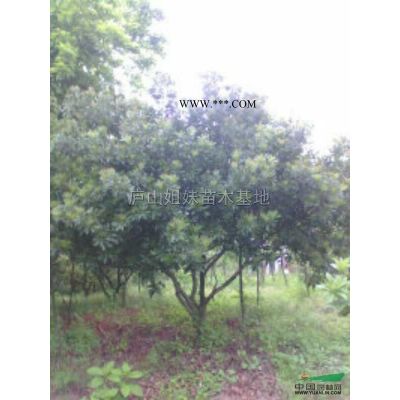 江西馬褂木1到20公分*新報價/馬褂木1到20公分圖片