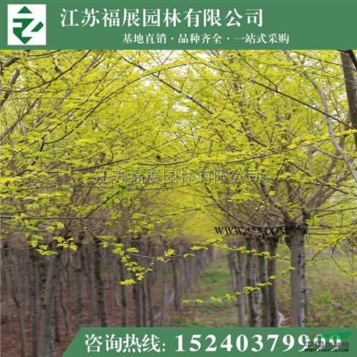 紫葉李別稱紅葉李、櫻桃李  紫葉李*新價(jià)格  紫葉李照片