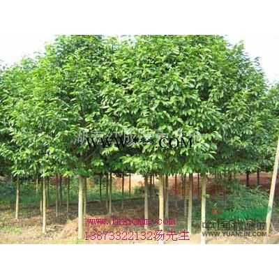 供應(yīng)湖南紅葉李/紅葉李價格/紅葉李樹/紅葉李小苗/紫葉李樹