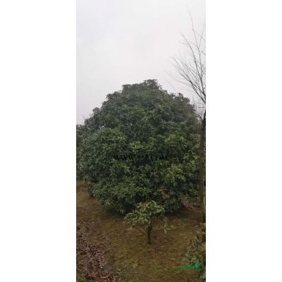 精品紅葉李8-10公分大量