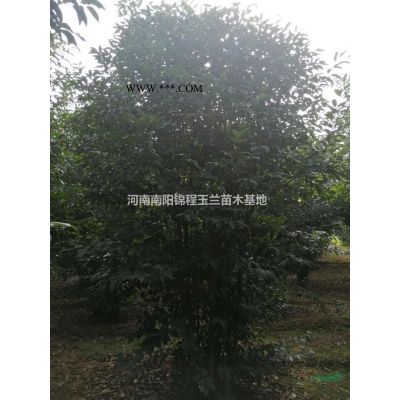 欒樹、南欒、北欒、黃山欒、叢生欒樹、北京欒