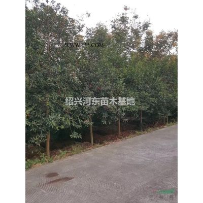 浙江供應黃山欒樹 精品欒樹 無患子 精品無患子