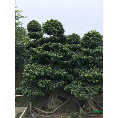 福建省漳州市供應綠化庭院設，黃山欒樹