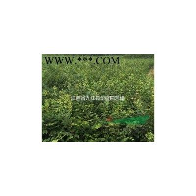 欒樹的用途  欒樹的價值