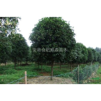 合肥紅葉李