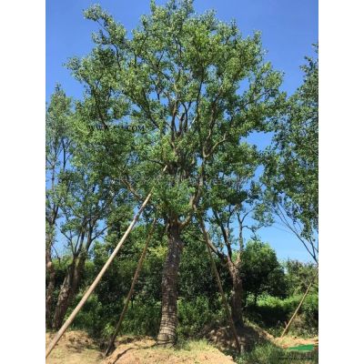 浙江櫸樹2*新報(bào)價(jià)/櫸樹2圖片