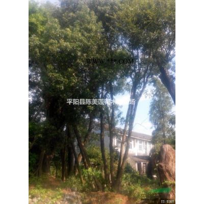 無(wú)患子