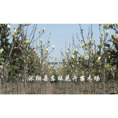欒樹、北海道黃楊