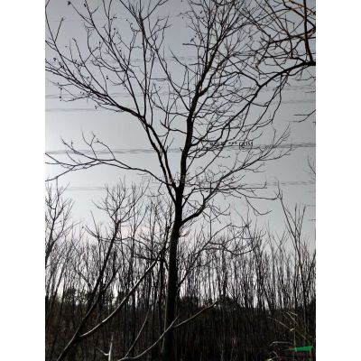 1到15公分無患子 (2)行情報價\1到15公分無患子 (2)圖片展示