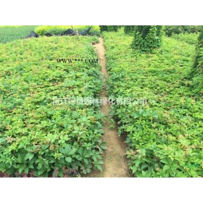 櫻花·櫻花圖片·櫻花種植基地