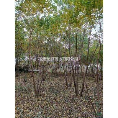 江蘇[產(chǎn)品]/江蘇10-13公分櫻花 櫻花農(nóng)戶批發(fā)價(jià)格/報(bào)價(jià)
