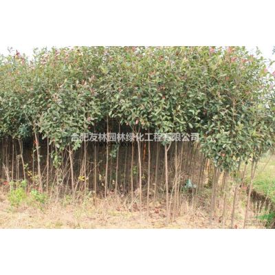 櫸樹苗圃精品10-15公分低價(jià)出售