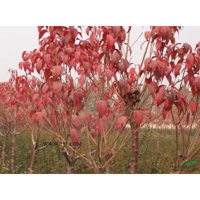 櫻花