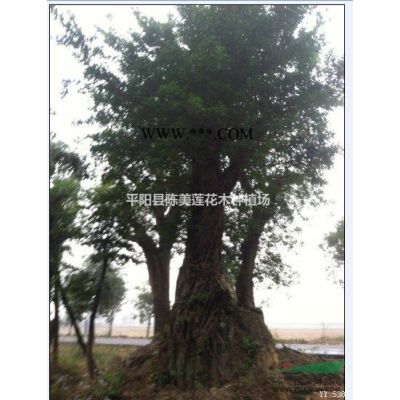 溫州地區(qū)大量出售榕樹、青岡礫、香樟、樸樹、榆樹