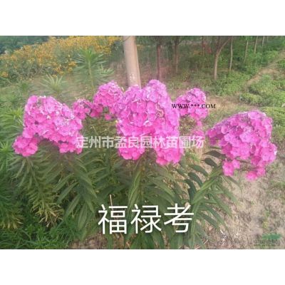 河北[產品]/河北銀杏價格/報價