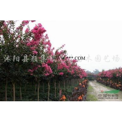江蘇大葉女貞，紫薇，丁香，西府海棠，木槿新價格