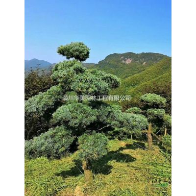 地接紅楓樹報價，夏季紅楓規格售價，專業供應紅楓苗木