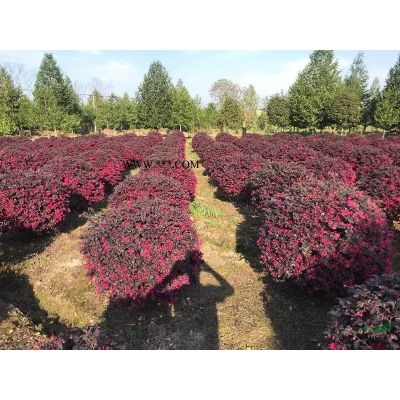 浙江嵊州出售10公分—18公分美國紅楓