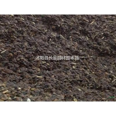 紫薇樹種子什么時候播種？