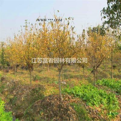 大量馬褂木苗，馬褂木小苗，又名鵝掌楸，雙飄樹
