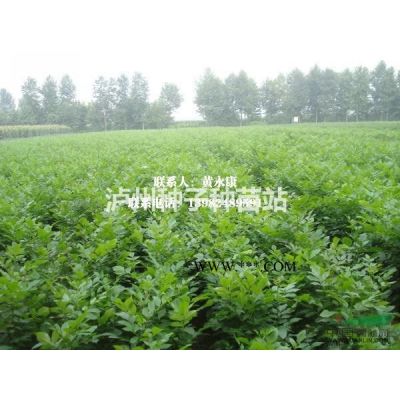 永安基地2020年批發(fā)瀘州紫薇苗，千層金苗，樸樹(shù)茶花櫻花小苗