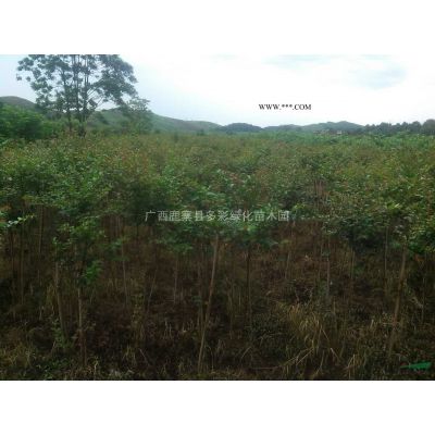 廣西供應多彩紫薇基地 廣西各類工程用苗基地規格*