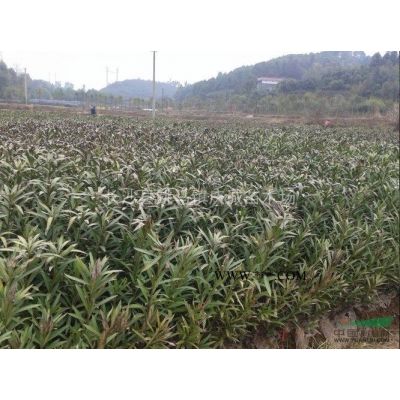 直供紅葉李，紫葉李3-8公分量大