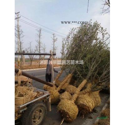 紅葉李適合什么時候種植？