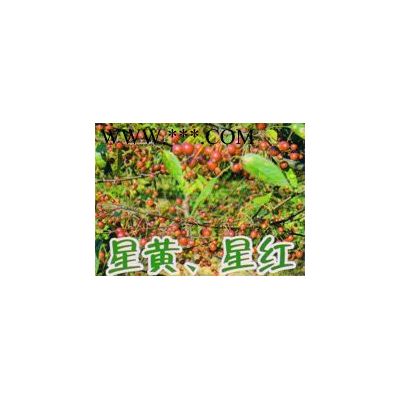 美國紅葉李