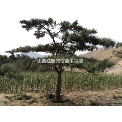 運城地區供應1-15欒樹，北欒樹苗、1-15欒樹、哪里有北欒、欒樹價格、山西欒樹