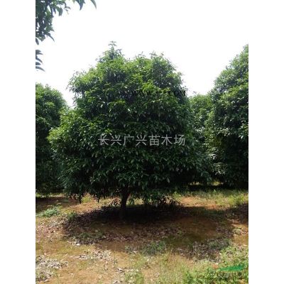 浙江長(zhǎng)興精品黃山欒樹