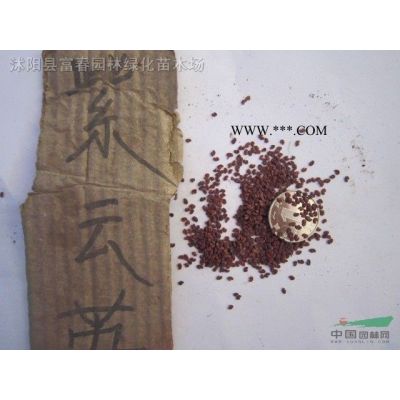 景觀林木櫸樹，櫸樹小苗，別名大葉櫸、紅櫸樹，青櫸，白櫸