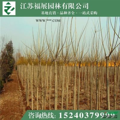 櫸樹(shù)行情報(bào)價(jià)\櫸樹(shù)圖片展示