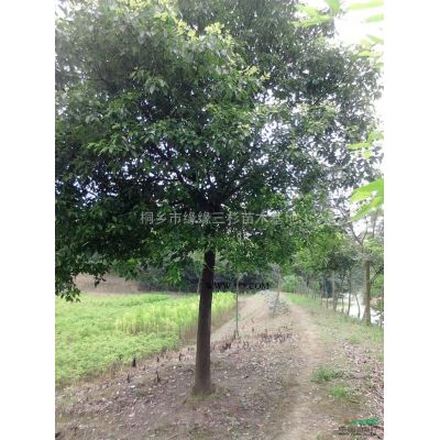 黃山欒樹，黃山欒樹8-10-12公分-13公分，2020年