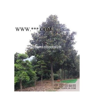 供應無患子、白玉蘭、合歡、紫薇、三角楓、杜英、榔榆、梓樹