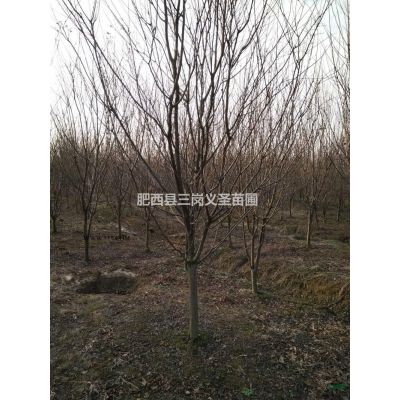 叢生樸樹、叢生烏桕